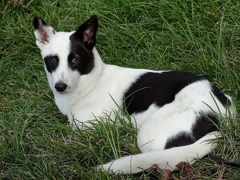 Canaan Dog