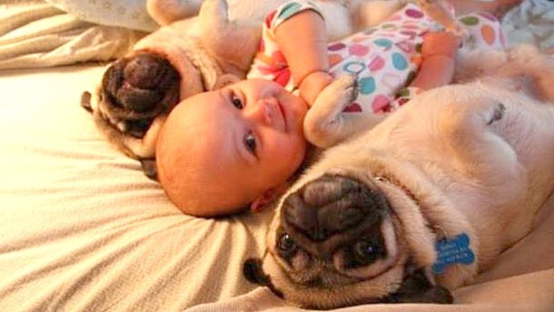 Pug