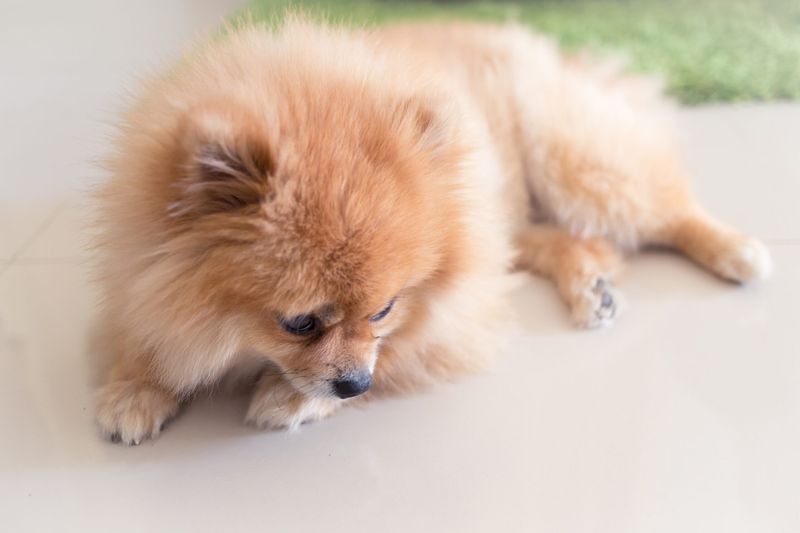 Pomeranian