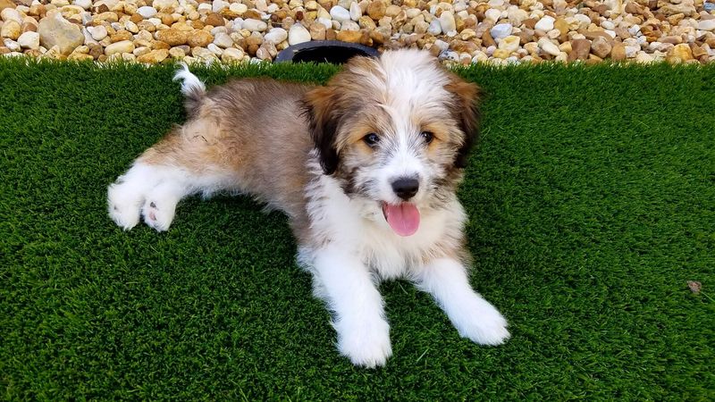Shih Tzu and Shetland Sheepdog Mix