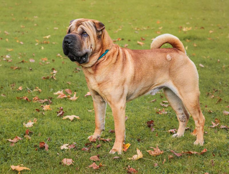 Shar Pei