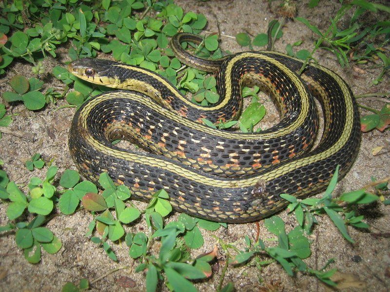 Common Garter Snake