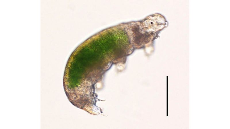 Tardigrade