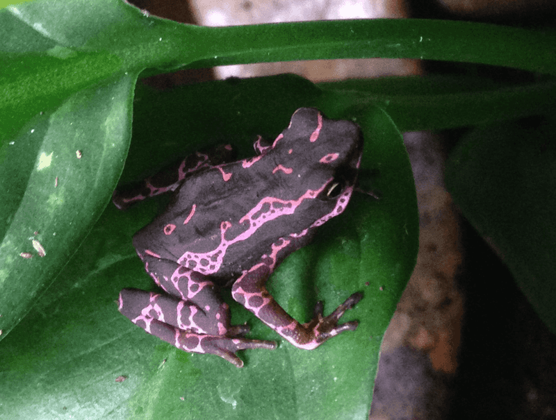 Purple Harlequin Toad