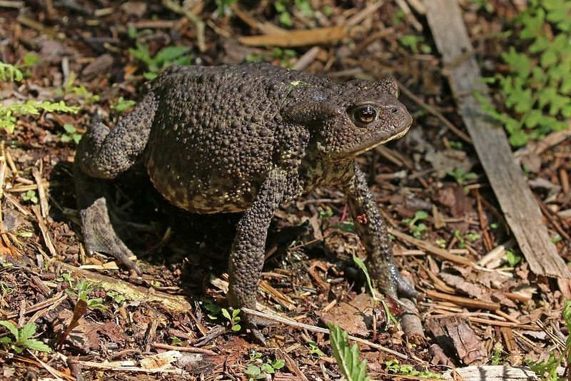 Common Toad