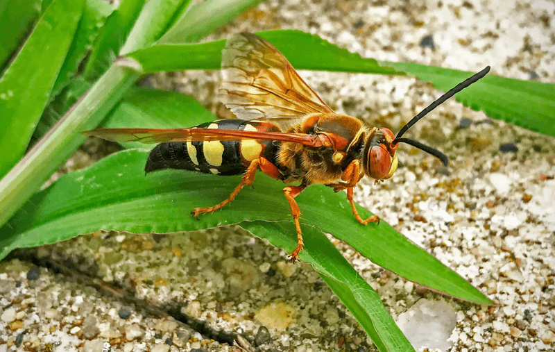 Cicada Killer