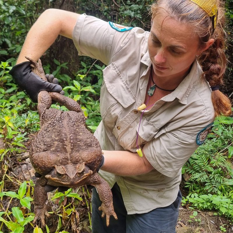Cane Toad