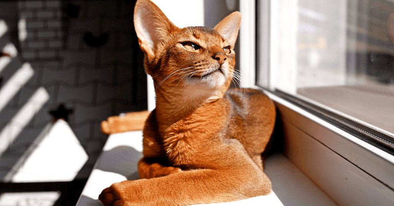 Abyssinian