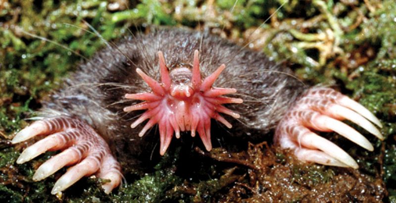 Star-nosed Mole