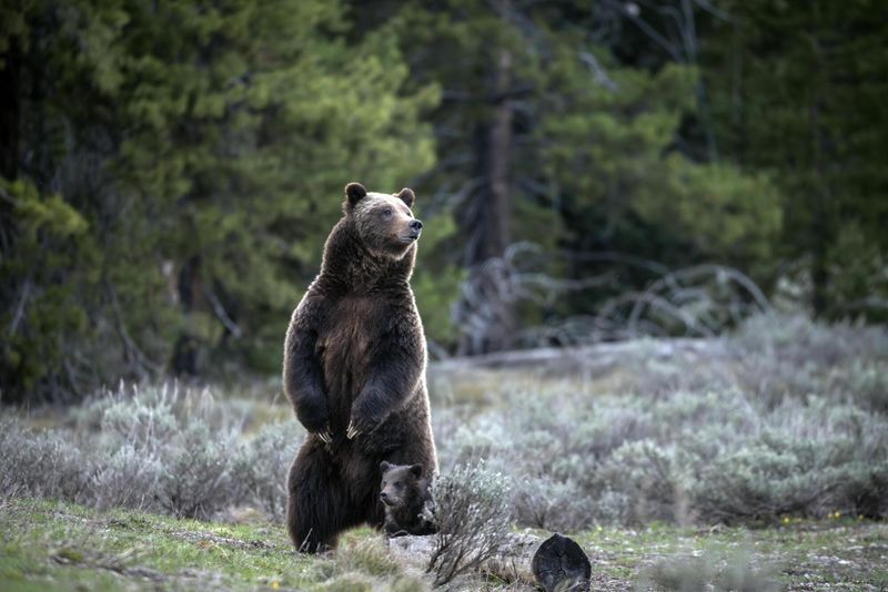 The Grizzly That Defied the Odds
