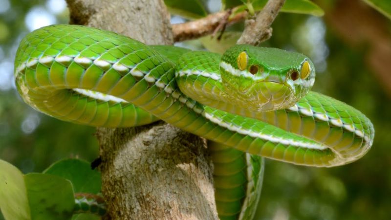 White-lipped Pit Viper