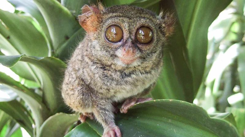Lemurs and Tarsiers