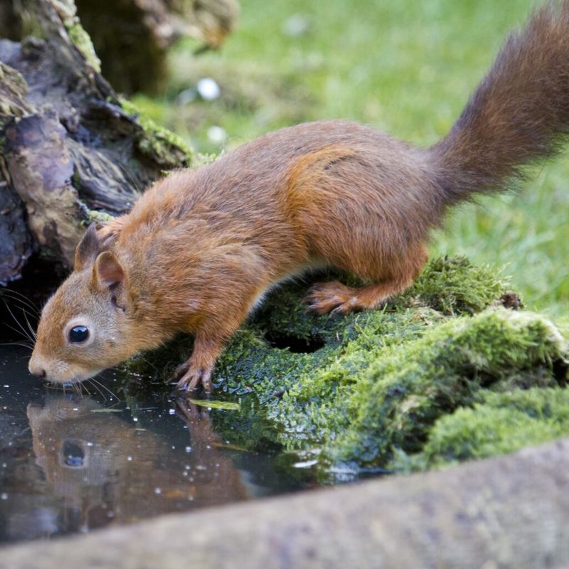 Squirrel