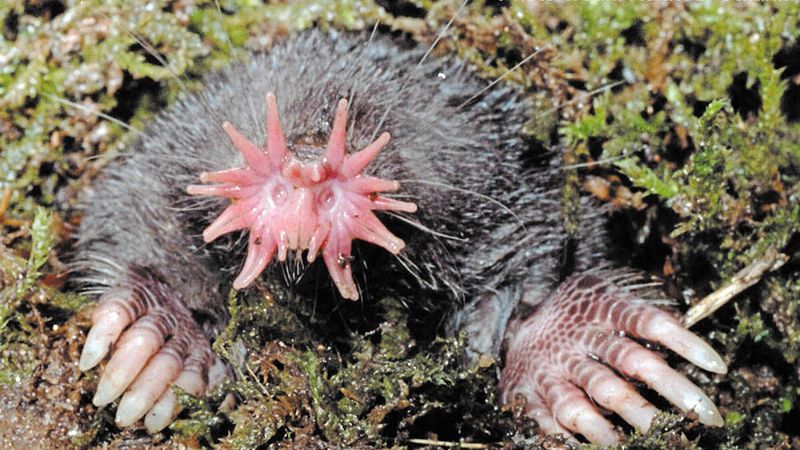 Star-nosed Mole