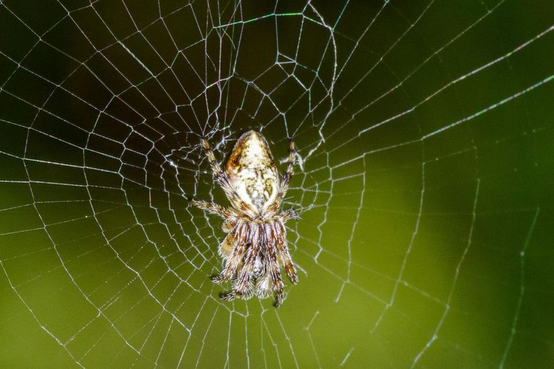 Decoy-making Spider