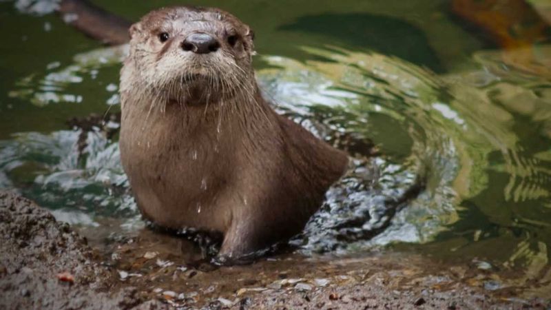 Otter Pup