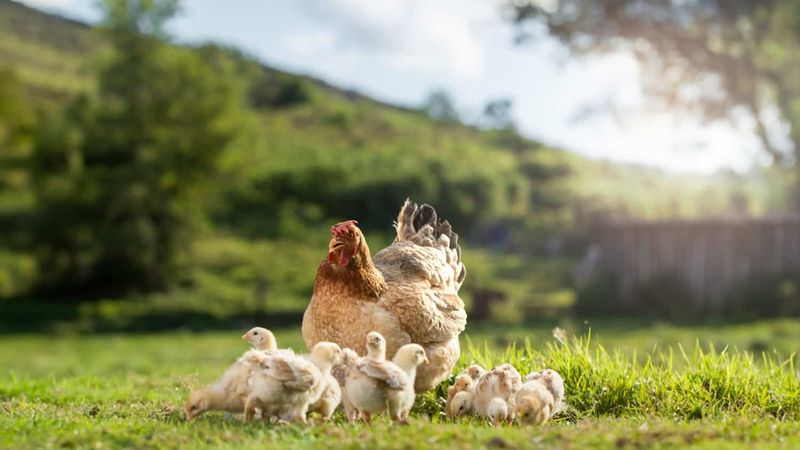 Chick (Baby Chicken)