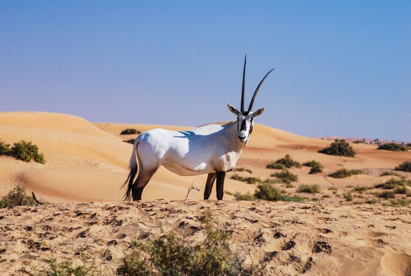 Arabian Oryx