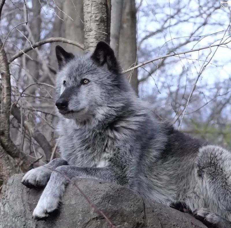 Gray Wolf