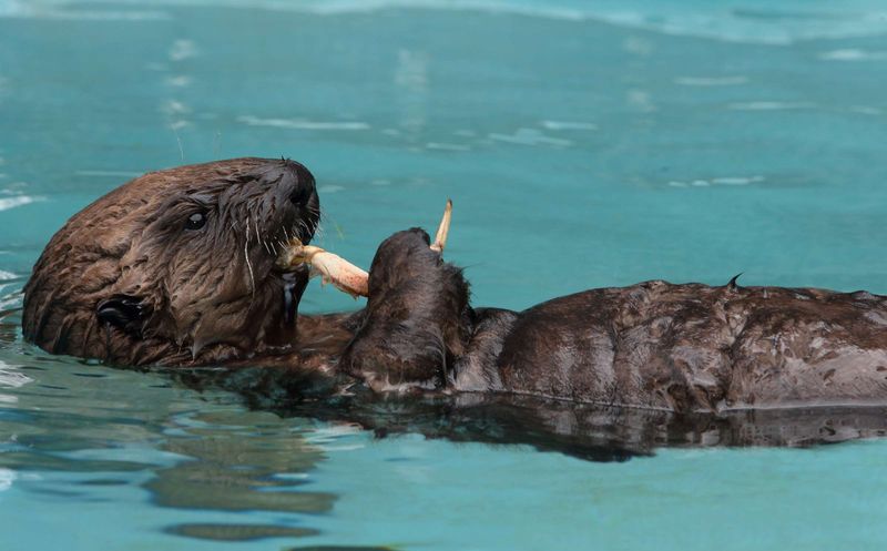 Sea Otter