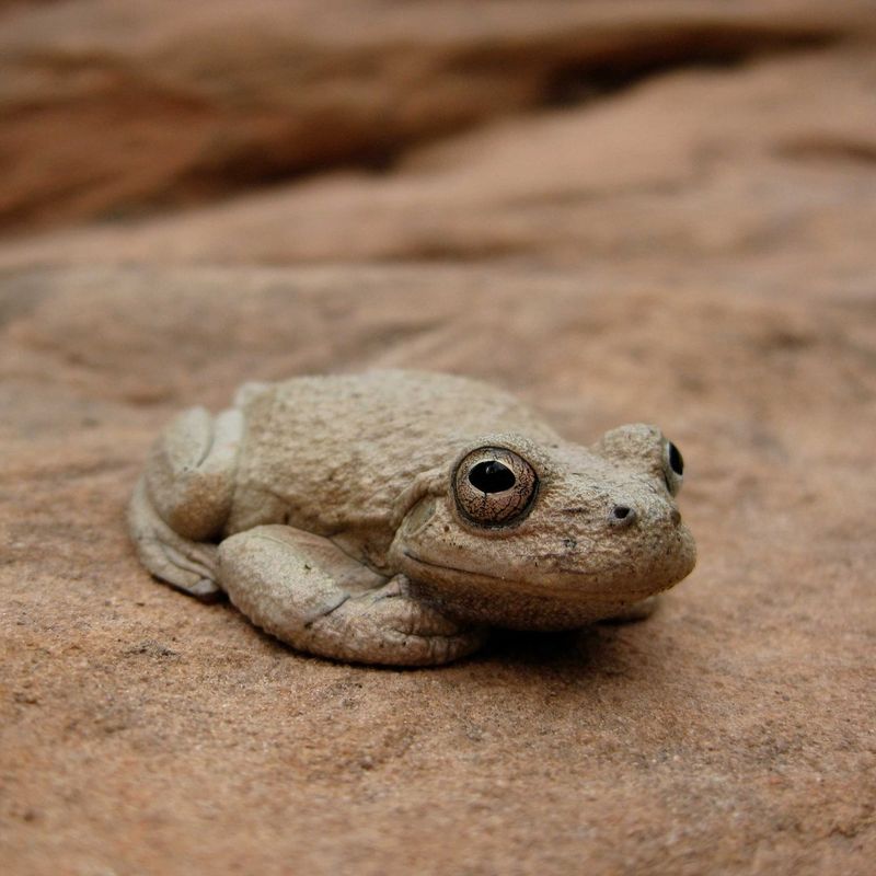 Canyon Tree Frog