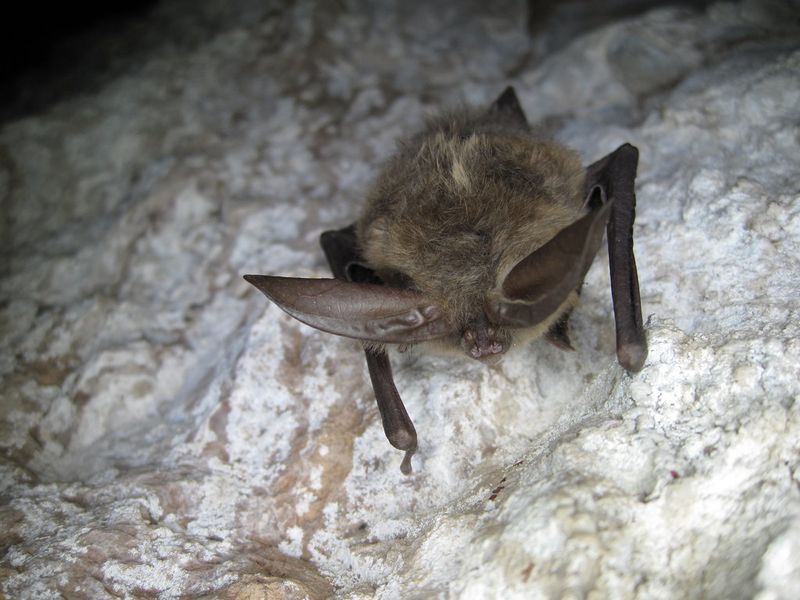 Pinnacles Bear Gulch Cave Bat