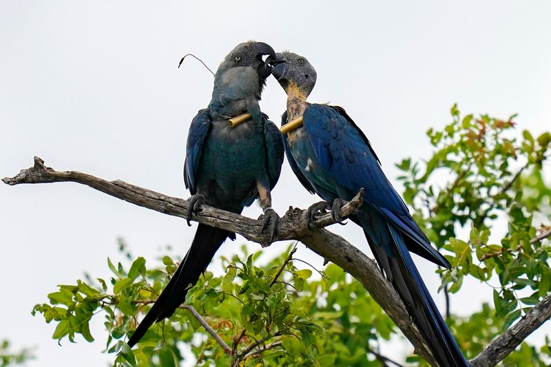 Spix's Macaws