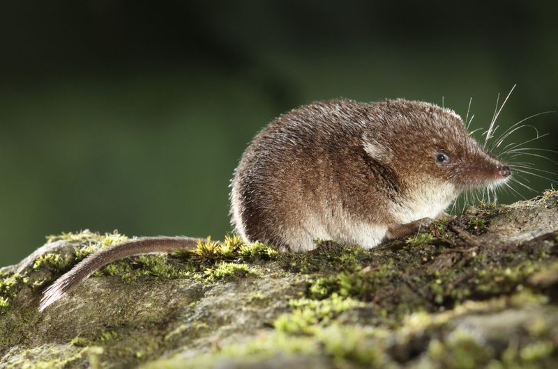 Shrew
