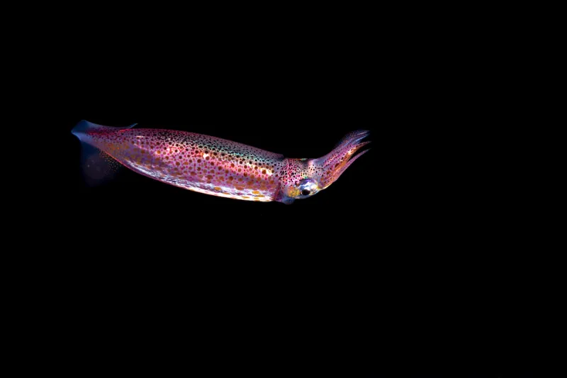 Neon Flying Squid