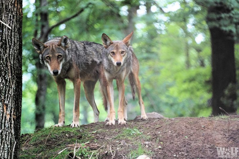Red Wolf
