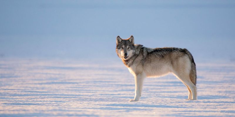 Gray Wolf