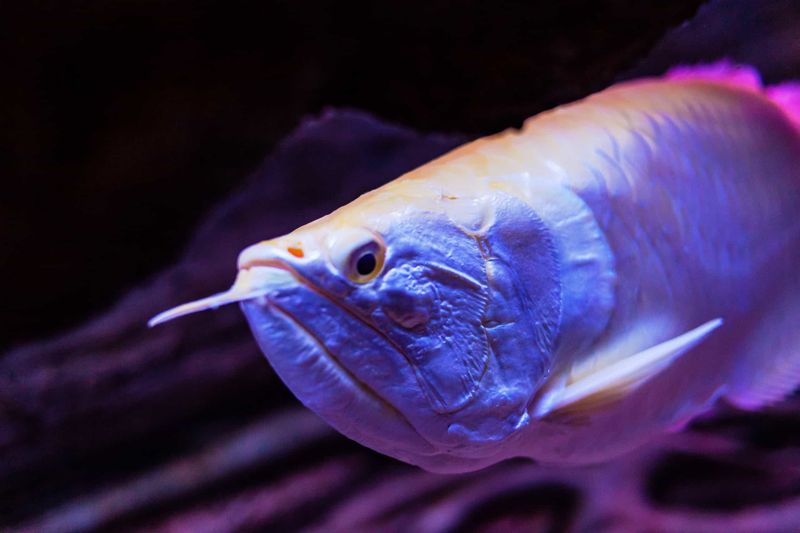 Arowana (Platinum or Super Red)