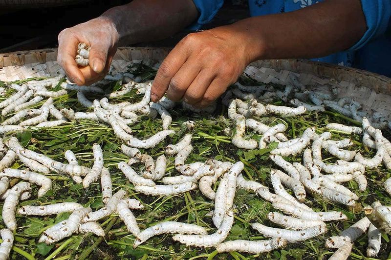 Silkworms