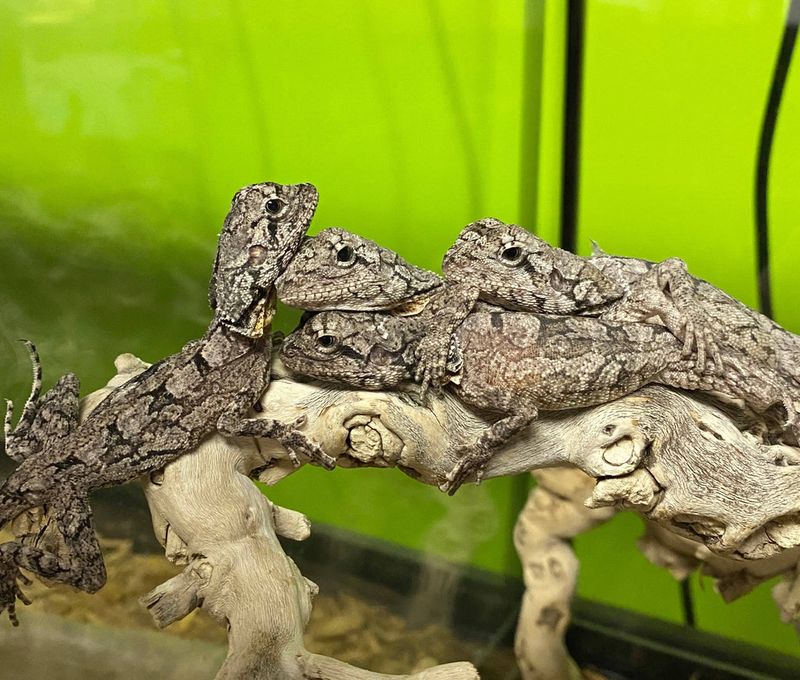 Breeding and Reproduction