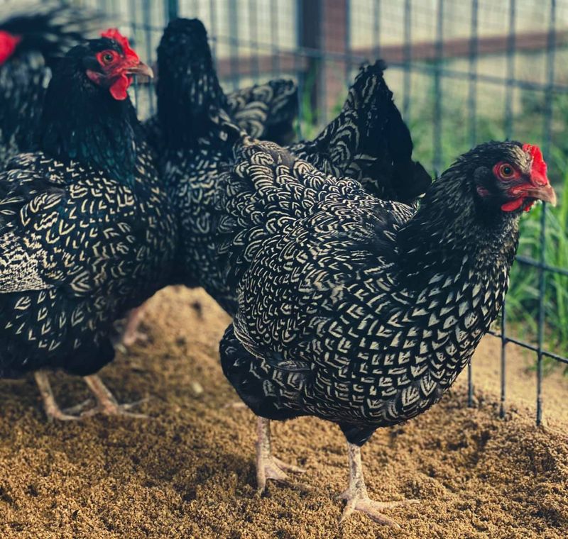 Barnevelder