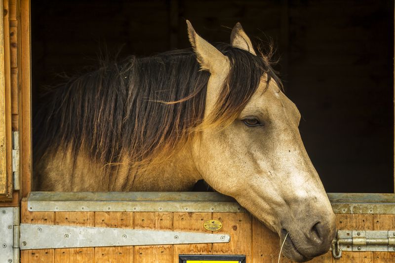 The Science of Equine Depression