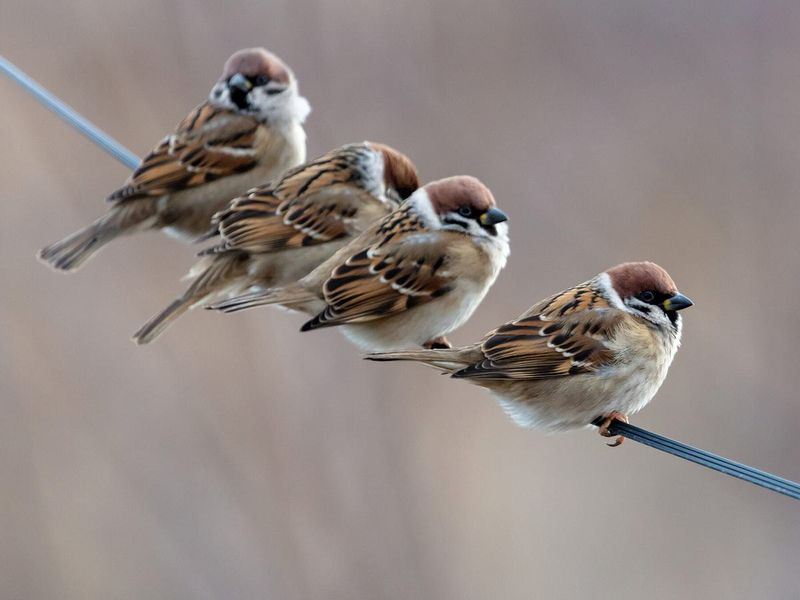 House Sparrow