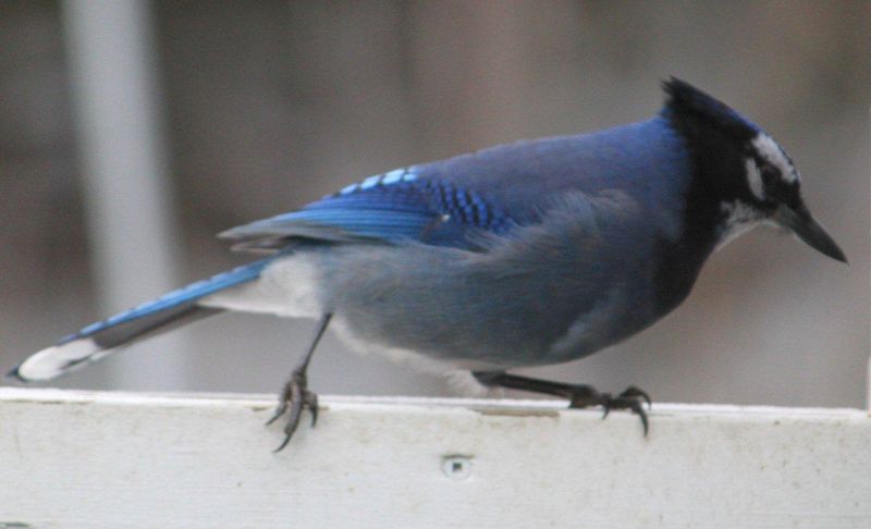Blue Jay x Steller's Jay