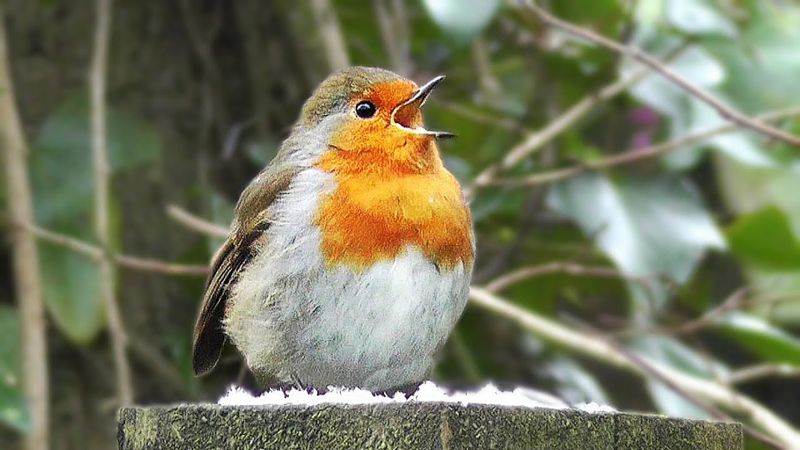 Robin