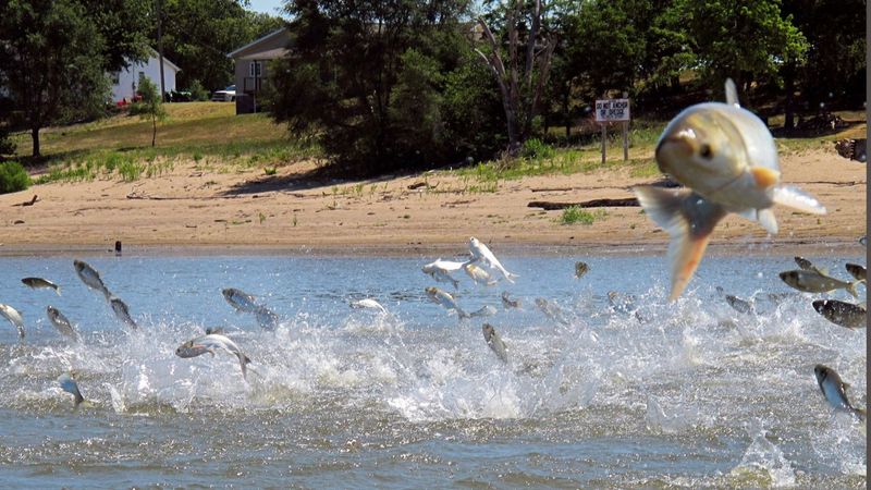 Asian Carp