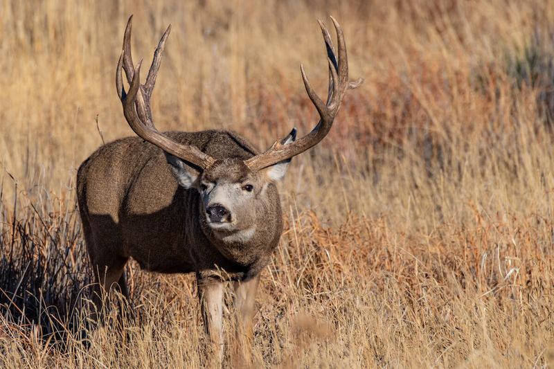 Mule Deer