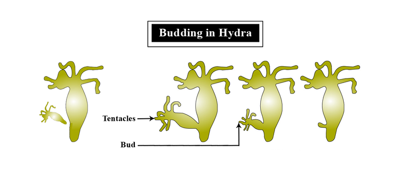 Hydra
