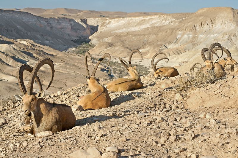 Nubian Ibex