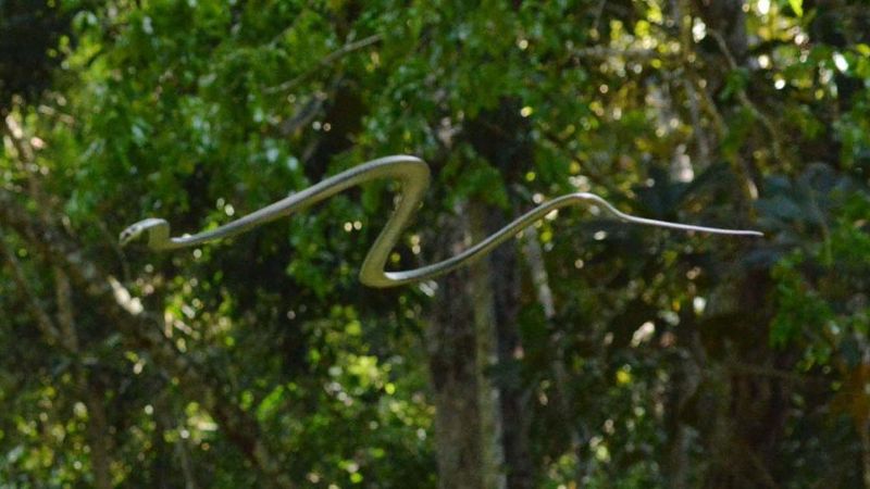Flying Snake