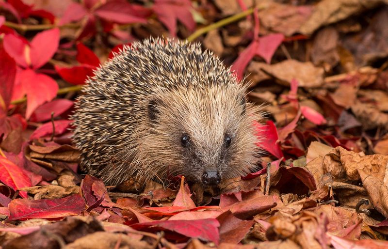 Hedgehog