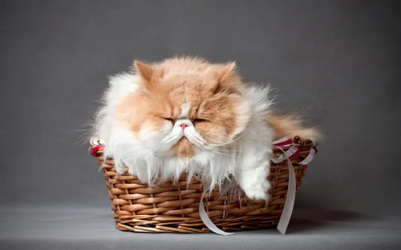 Persian Cat (Top Show Lineage)