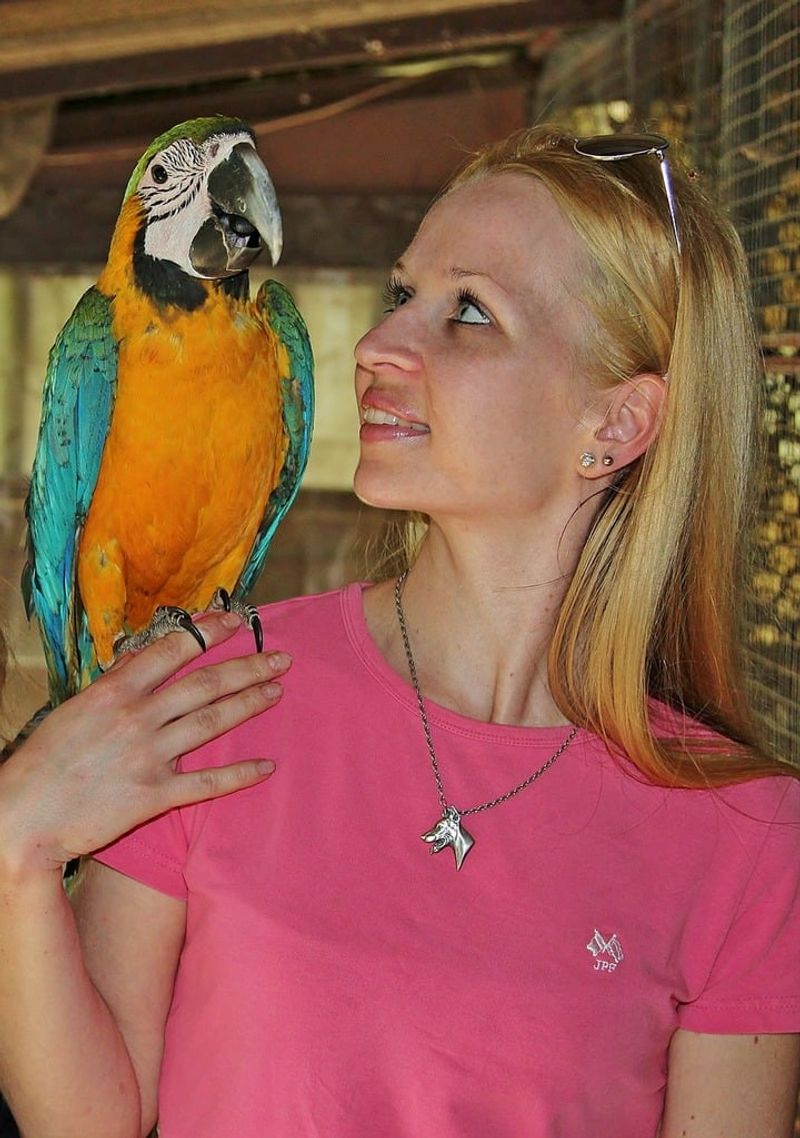 Parrot