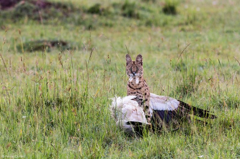 Serval