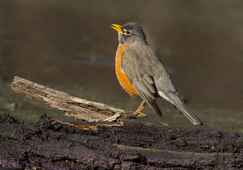 American Robin