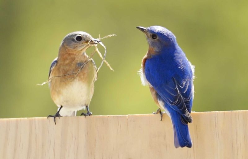 Blissful Bluebird